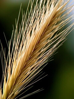 Колючая травинка обои