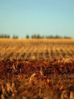 Поле перед вспашкой обои