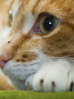 Мордочка на лапаках обои