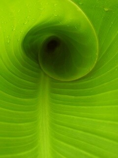 Свернутый в трубочку лист обои