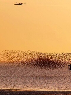 Взлетающая стая птиц обои