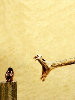 Змея-коряга напдает на птичку обои