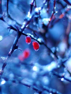 Замерзшие ягоды обои