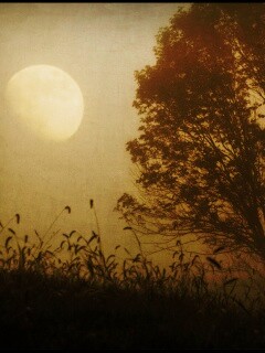 Дерево ночью обои