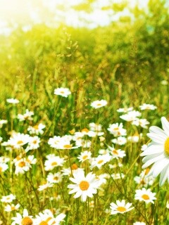 Солнечные ромашки обои