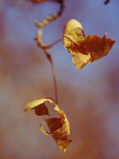 Увядшие листья обои