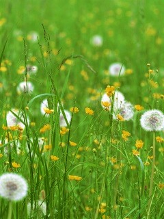 Поле одуванчиков обои