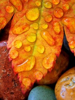 Мокрые листья на камнях обои