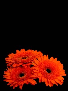 Красные герберы обои