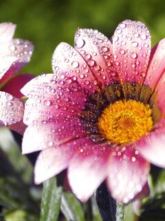 Два цветка обои