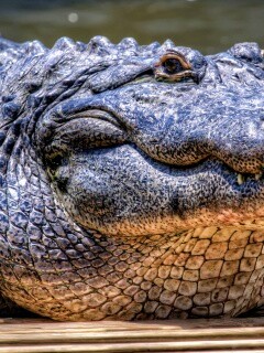 Синий крокодил обои