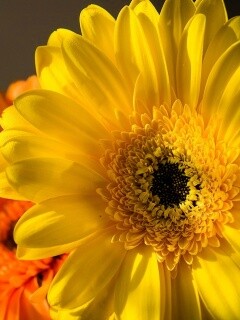 Желтый гербер обои