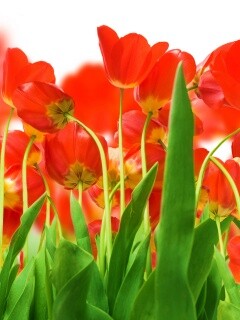 Цветущие маки обои