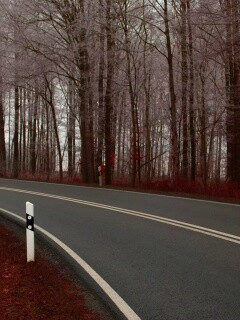 Дорога в осеннем лесу обои