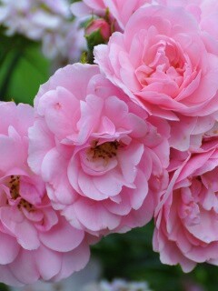 Розовые цветы обои