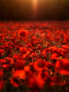 Маки в полях обои