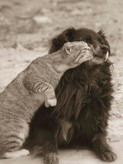 Поцелуй кошки и собаки обои