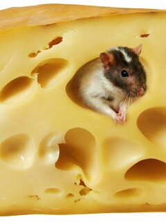 Мышка в сыре обои