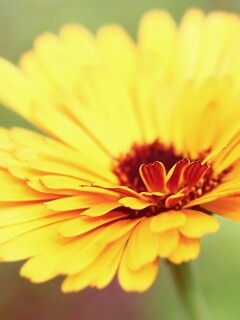 Желтый гербер обои