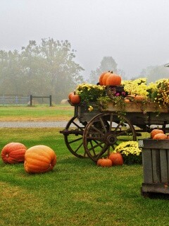 Урожай тыков обои