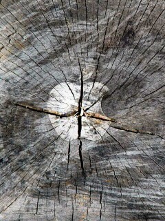 Логотип Apple на бревне обои