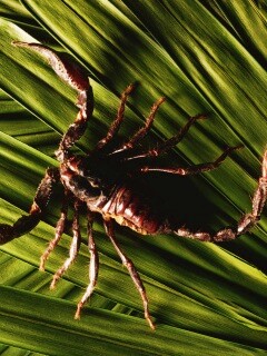 Скорпион на траве обои