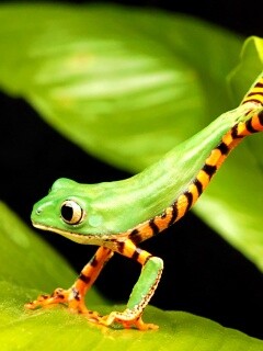 Лягушка переползает с листа на лист обои