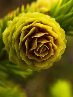 Молодая шишка обои