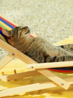 Кот в отпуске обои