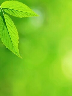 Два листа обои