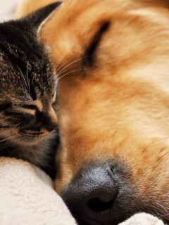 Кошка спит с собакой обои