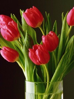 Букет тюльпанов обои