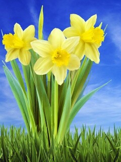 Букет цветов в траве обои