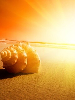 Золотистая ракушка обои