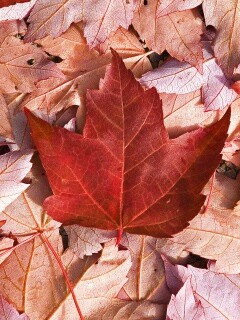 Флаг Канады из листьев обои