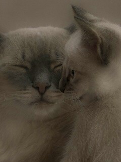 Кошка с котенком обои