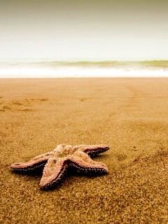 Морская звезда на бесконечном пляже обои