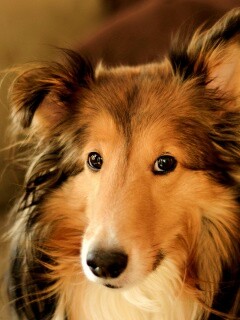 Колли с умными глазами обои