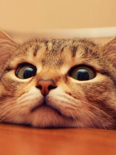 Любопытный котейка обои