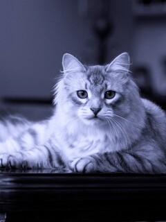 Кот благородных кровей обои