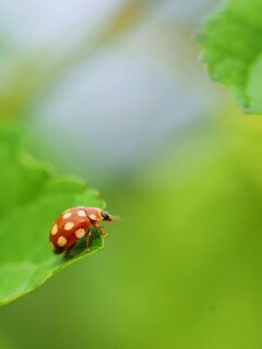 Божья коровка обои