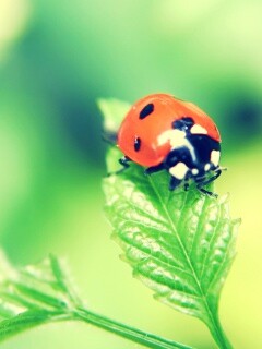 Божья коровка в макро обои