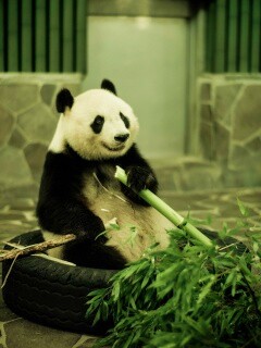 Панда точит бамбук обои
