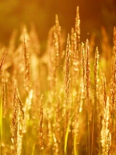 Рожь обои
