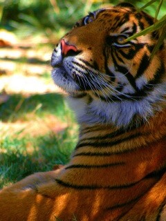 Отдыхающий в теньке хищник обои