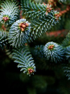 Хвойные иголки обои