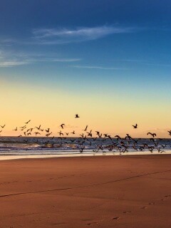 Стая птиц на пляже обои