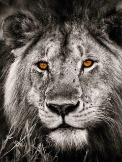 Гордый лев с горящими глазами обои