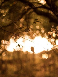 Размытый свет в парке обои