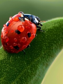Божья коровка в макро обои